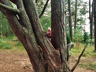 trollskog2.jpg (67133 bytes)